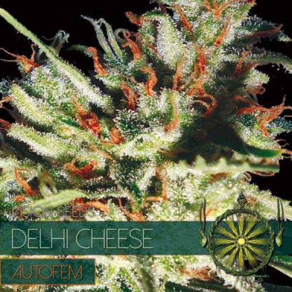 Hanfsamen Delhi Cheese Autoflower feminisiert 5 Stk.